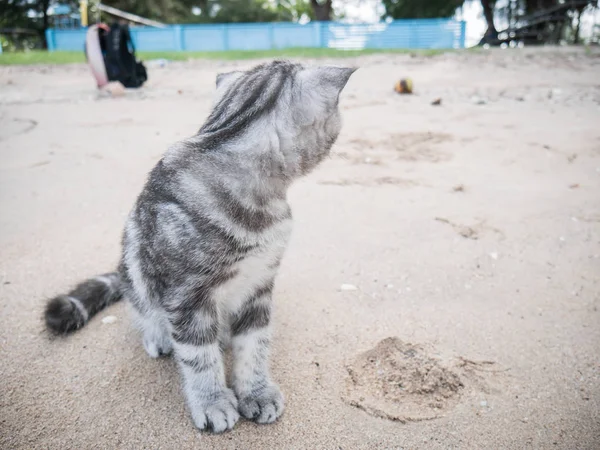 Escocês dobra gato na praia . — Fotografia de Stock