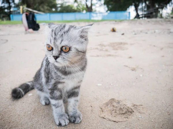 Escocês dobra gato na praia . — Fotografia de Stock