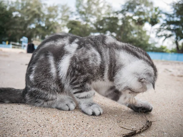 Escocês dobra gato na praia . — Fotografia de Stock