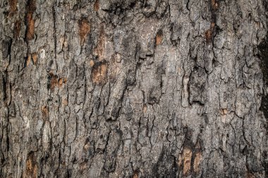 Ormandaki büyük ağaçlardan ağaç kabuğu.