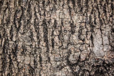 Ormandaki büyük ağaçlardan ağaç kabuğu.