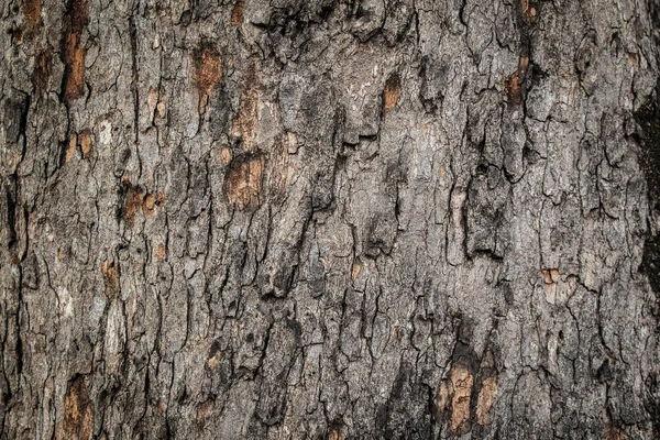 Ormandaki büyük ağaçlardan ağaç kabuğu.