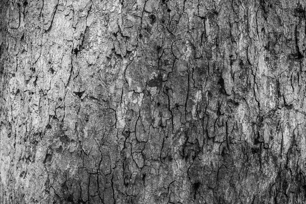 Bark från stora träd i skogen. — Stockfoto
