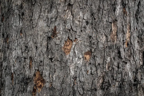 Ormandaki büyük ağaçlardan ağaç kabuğu. — Stok fotoğraf