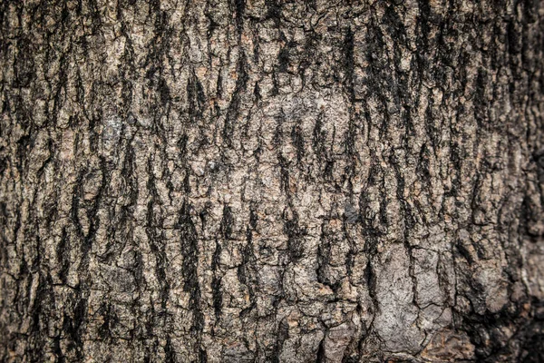 Rinde von großen Bäumen im Wald. — Stockfoto