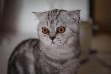 İskoç kat kedi kürk gri çizgili siyah.