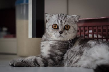 İskoç kat kedi kürk gri çizgili siyah.