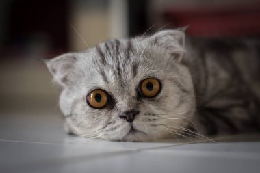 İskoç kat kedi kürk gri çizgili siyah.