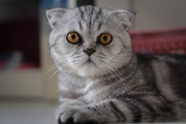 İskoç kat kedi kürk gri çizgili siyah.