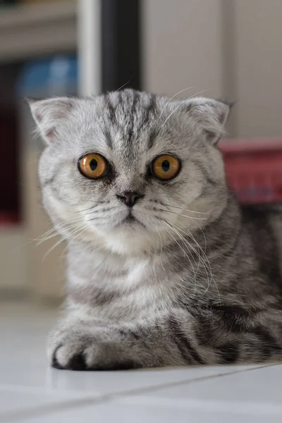 Scottish fold cat fur gray striped black. — Stock Photo, Image