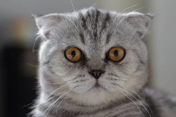 İskoç kat kedi kürk gri çizgili siyah.