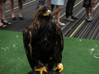 Kara şahin kürklü.