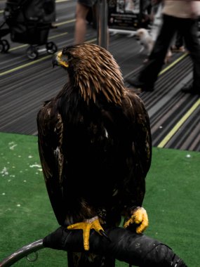 Kara şahin kürklü.