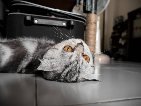 Scottish fold cat fur gray striped black so cute. — Stock Photo, Image