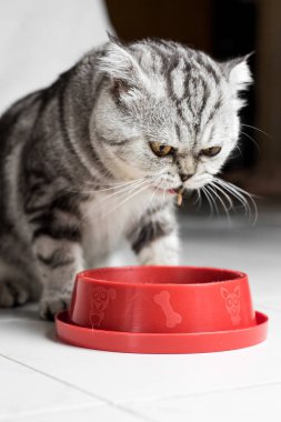 Kedi yemek tepsisi kırmızı gıda yeme.