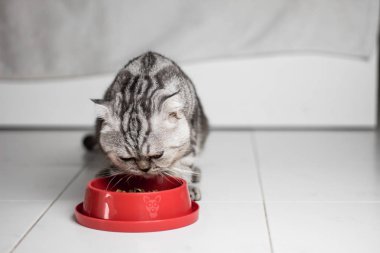 Kedi yemek tepsisi kırmızı gıda yeme.