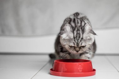 Kedi yemek tepsisi kırmızı gıda yeme.