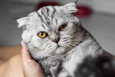 Kedi kollarında tutuyor..