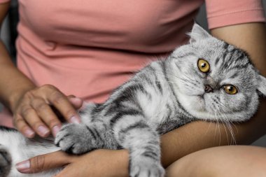 Mutlu bir şekilde kucağında yatan kedi.