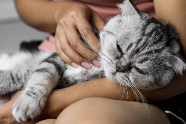 Mutlu bir şekilde kucağında yatan kedi.