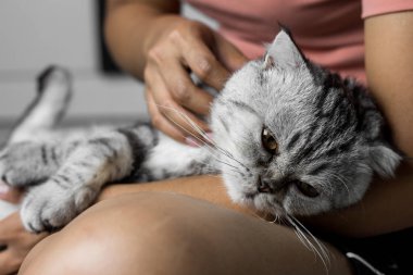Mutlu bir şekilde kucağında yatan kedi.