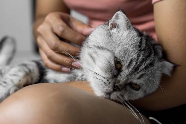 Mutlu bir şekilde kucağında yatan kedi.
