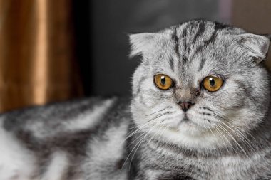 İskoç fold sevimli kedi.