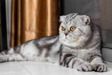 İskoç fold sevimli kedi.