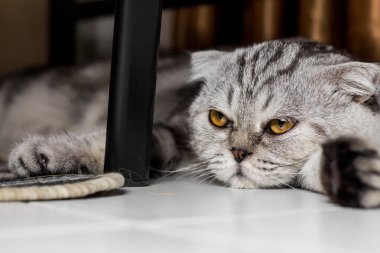 İskoç fold sevimli kedi.