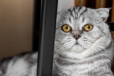 İskoç fold sevimli kedi.