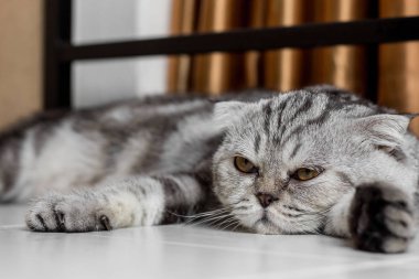 İskoç fold sevimli kedi.