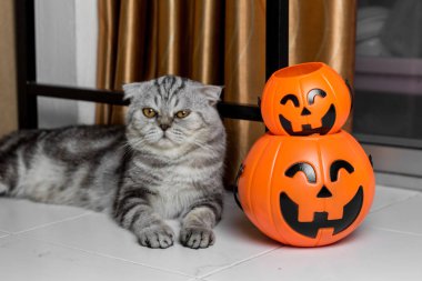Cadılar Bayramı festivalinde Kedi.