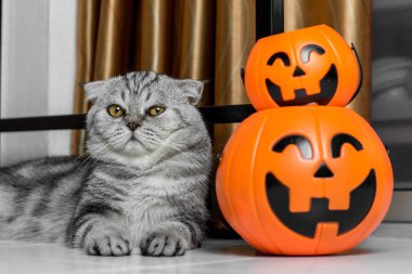 Cadılar Bayramı festivalinde Kedi.