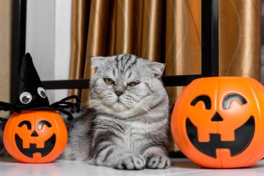 Cadılar Bayramı festivalinde Kedi.