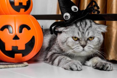 Cadılar Bayramı festivalinde Kedi.