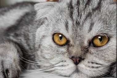 İskoç fold sevimli kedi.