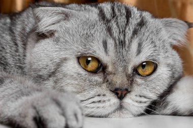 İskoç fold sevimli kedi.