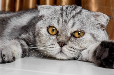 İskoç fold sevimli kedi.