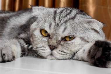 İskoç fold sevimli kedi.