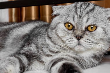 İskoç fold sevimli kedi.