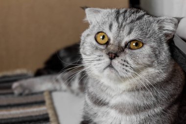 İskoç fold sevimli kedi.