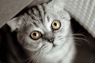 Kırmızı sepetteki kedi.