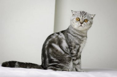 Kedi odada beyaz yatakta oturan.