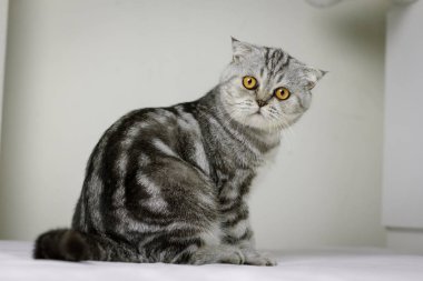 Kedi odada beyaz yatakta oturan.