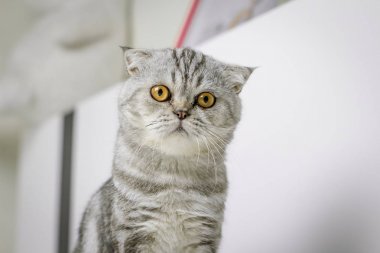 Kedi odada beyaz yatakta oturan.