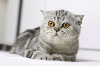 Kedi odada beyaz yatakta çömelmiş vardır.