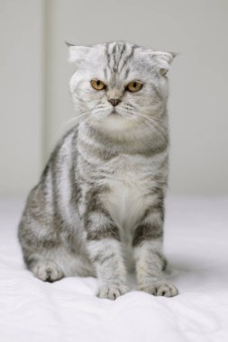 Kedi odada beyaz yatakta oturan.