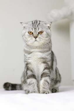 Kedi odada beyaz yatakta oturan.