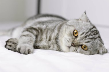 Kedi odada beyaz yatakta çömelmiş vardır.