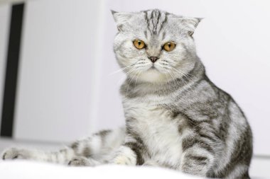 Kedi odada beyaz yatakta oturan.